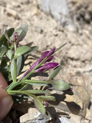 Rhinotropis subspinosa