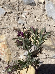 Rhinotropis subspinosa