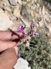 Penstemon confusus