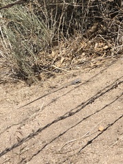 Aspidoscelis tigris