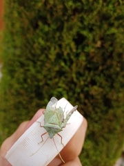 Chlorocoris rufopictus