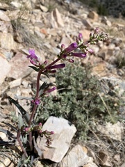 Penstemon confusus
