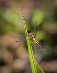 Anisoptera