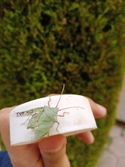 Chlorocoris rufopictus