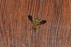 Epanthidium