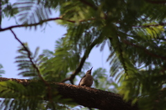 Melanerpes uropygialis