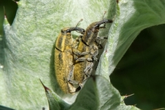 Lixus cardui