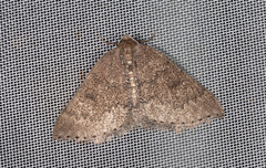 Aleucis distinctata