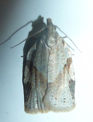 Clepsis spectrana