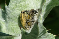 Lixus cardui