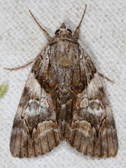 Catocala pretiosa