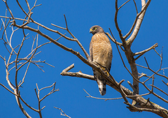 Rupornis magnirostris