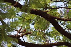 Turdus rufopalliatus