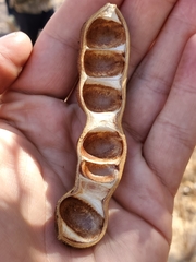 Ebenopsis caesalpinioides