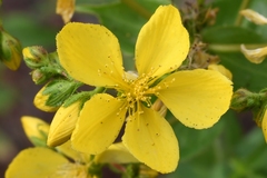Hypericum perfoliatum