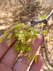 Ebenopsis caesalpinioides
