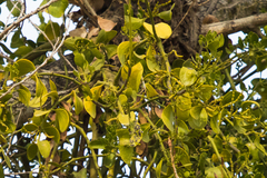 Phoradendron macrophyllum macrophyllum