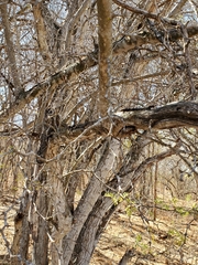 Ebenopsis caesalpinioides