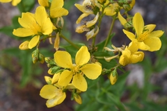 Hypericum perfoliatum
