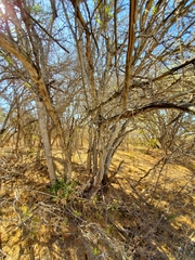 Ebenopsis caesalpinioides