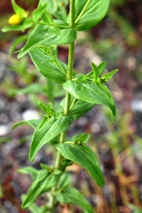 Hypericum perfoliatum