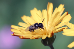 Panurginus albopilosus