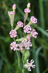 Silene bellidifolia