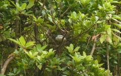Pyrrhula murina