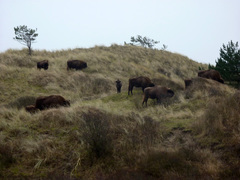 Bison bonasus