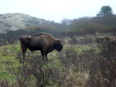 Bison bonasus