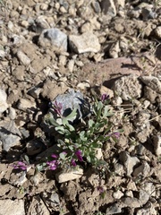 Rhinotropis subspinosa