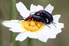Heliotaurus ruficollis