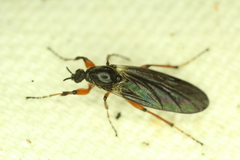 Bibio xanthopus