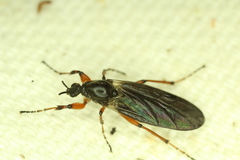 Bibio xanthopus