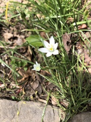 Ornithogalum umbellatum