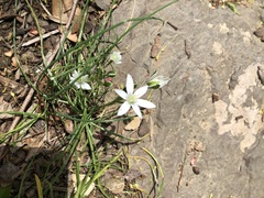 Ornithogalum umbellatum