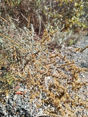 Seriphium cinereum