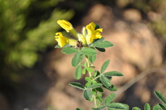 Chamaecytisus supinus