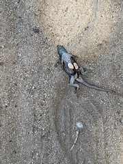 Sceloporus occidentalis