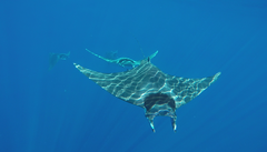 Mobula mobular
