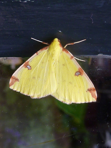Brimstone Moth, Amsterdam - Noord, photo 7 of 10