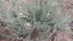 Astragalus lyallii