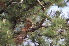 Sciurus niger