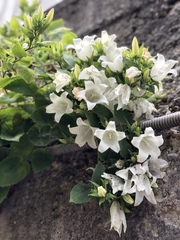 Campanula dolomitica