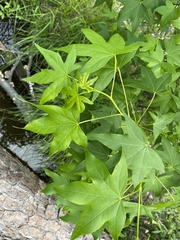 Liquidambar styraciflua image