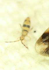 Entomobrya triangularis