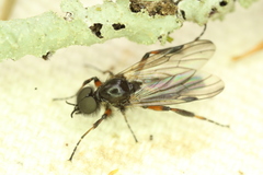 Bibio xanthopus