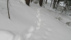 Vulpes vulpes fulvus