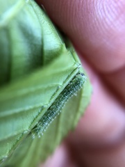 Periclista marginicollis