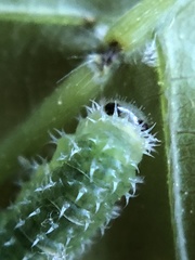 Periclista marginicollis